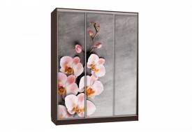 Шкаф-купе Бассо 7-600 78 венге